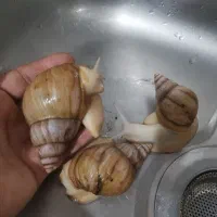 حلزون|خزنده|مشهد, فاطمیه|دیوار