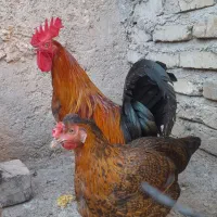 خروس و مرغ محلی