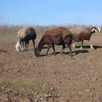 گوسفند بره مار درشت کردستانی دوباره ابست
