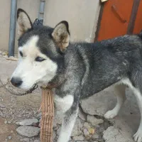 سگ خانگی|سگ|بستان آباد, |دیوار