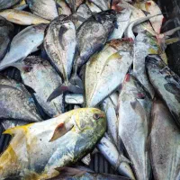 ماهی پشت سبز