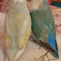 کوتوله در سروستان ۵ مولد ۵ عدد تخم