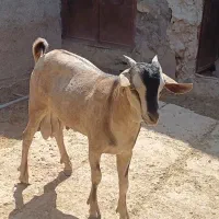 فروش کهر سومال