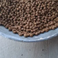 غذای ماهی کپور و امور