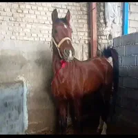 اسب نریان عرب تیره ذنان