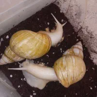 حلزون|خزنده|شهریار, شهرک وائین|دیوار