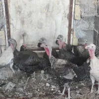 بوقلمو
