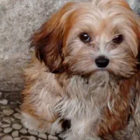 میکس شیتزو و پیکینیز