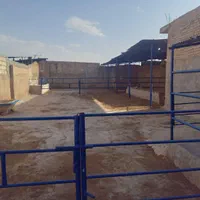 گاو شیری ...گاوداری