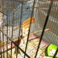 قناری آگات سرخ.طلایی خوشکل|پرنده|فسا, |دیوار
