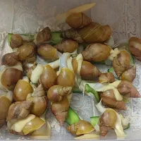 حلزون آلبینو