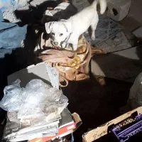 سگ دزدیده شده