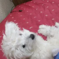 سگ شیتزو|سگ|اهواز, زرگان|دیوار