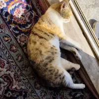 واگذاری رایگان گربه|گربه|قدس, شهرقدس|دیوار