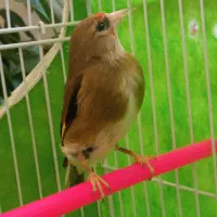 سهره ماده بالغ|پرنده|گلبهار, شهر جدید گلبهار|دیوار