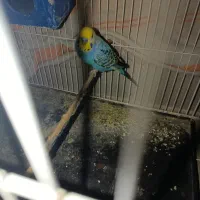 مرغ عشق|پرنده|لامرد, |دیوار