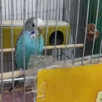 مرغ عشق|پرنده|اردبیل, |دیوار