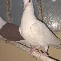 کبوتر|پرنده|خاش, |دیوار