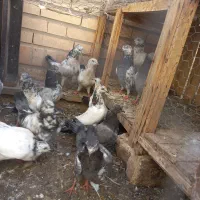 کفتر تیدی