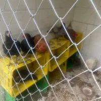 مرغ لاری