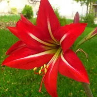 در خواست کمک باریستا خانم