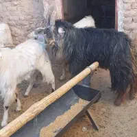 پازن وکهره چکل