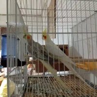 عروس هلندی جفت|پرنده|تربت جام, جامرود|دیوار