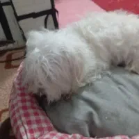 سگ  پاکوتاه|سگ|محمدیه-قزوین, |دیوار