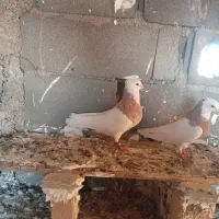 جفت زرده به شرت ا معاوضه با کله دم سبز هم دارم