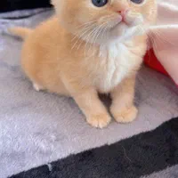 گربه اصیل و بغلی خونگی|گربه|کرمانشاه, |دیوار