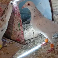 کفتر|پرنده|محمدیه-قزوین, |دیوار