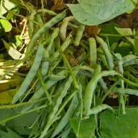 فروش عمده لوبیا قرمز