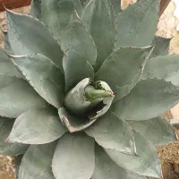 کاکتوس های فروشی زیر قیمت