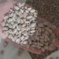 لوبیا چیتی امسال تازه لرستان