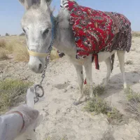 الاغ ماده جوان