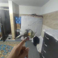 یک عروس نر سخنگو دستی|پرنده|محمدشهر, جعفرآباد|دیوار