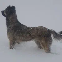 سگ سراب پژدر عراقی قدرجونی