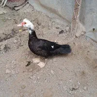 اردک اسرائیلی ماده جوان آماده جفت و تخم