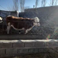 تلیسه شرابی