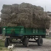 علف بادام زمینی وپوست غلاف شده  به قیمت تفاهم|خدمات باغبانی و درختکاری|پارس‌آباد, |دیوار