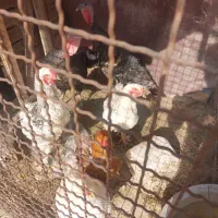 مرغ و خروس برهما و دوتا بوقلمون|حیوانات مزرعه|تهران, شادآباد|دیوار