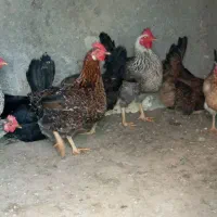 فروش مرغ و خروس