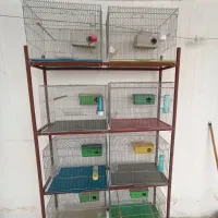 فروش قفس و طبقه