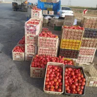 گوجه فرنگی|خوردنی و آشامیدنی|تربت جام, میان جام|دیوار