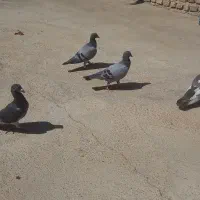 کفتر پلاکی|پرنده|مرودشت, نقش رستم|دیوار