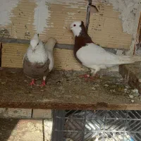 سلام یگ جفت طوقی یگ کله سبزماده