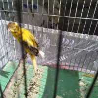 قناری ماده اماده بلند|پرنده|رودهن, |دیوار