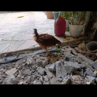 جوجه مرغ و خروس