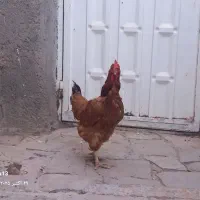 ۳۰۰ هزار تومان