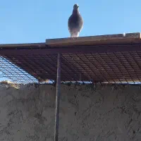 کفترفروشی|پرنده|یزد, |دیوار